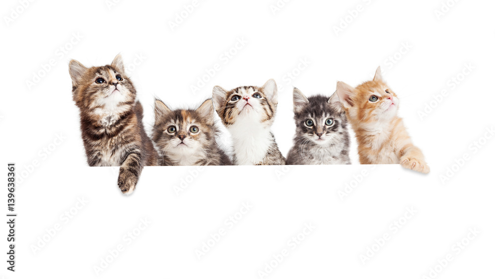 Fototapeta premium Row of Cute Kittens Hanging Over White Banner