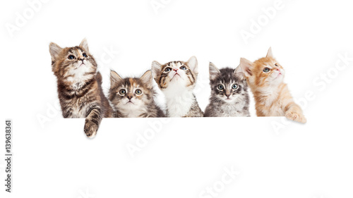 Canvas Print Row of Cute Kittens Hanging Over White Banner