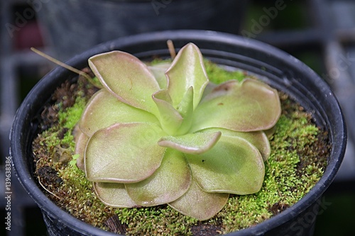 Fototapeta Naklejka Na Ścianę i Meble -  Pinguicula