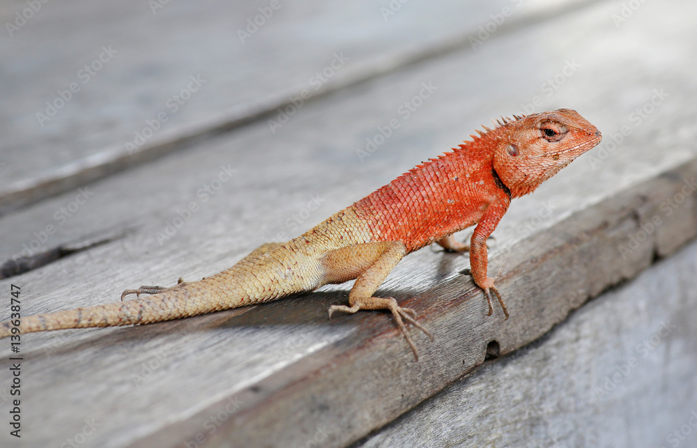 Thailand chameleon Thailand chameleon