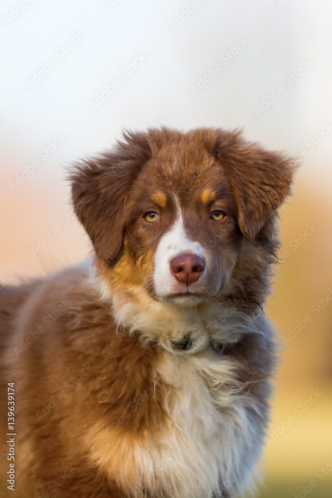 head portrait of an Australian Shepherd puppy