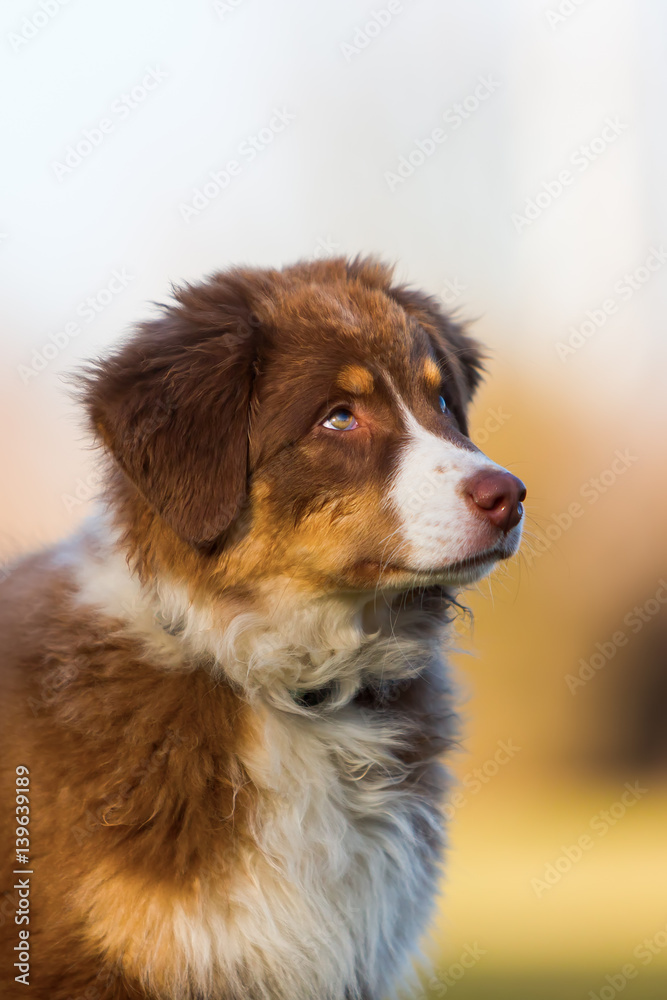 head portrait of an Australian Shepherd puppy