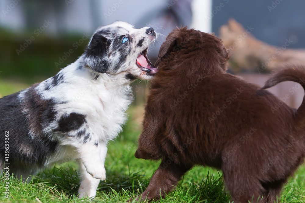 two fighting Australian Shepherd puppies two fighting Australian Shepherd puppies
