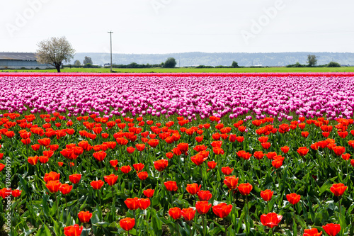 Fototapeta Naklejka Na Ścianę i Meble -  Tulip fields during Skagit Valley Tulip Festival in Washington state, USA