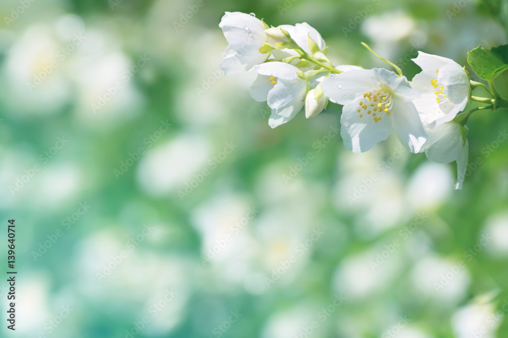 Spring natural background with bright blooming jasmine Spring natural background with bright blooming jasmine