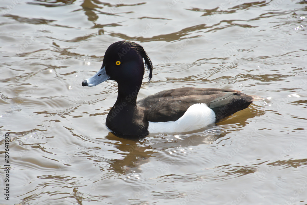 Fototapeta premium Tufted Duck; Wildduck
