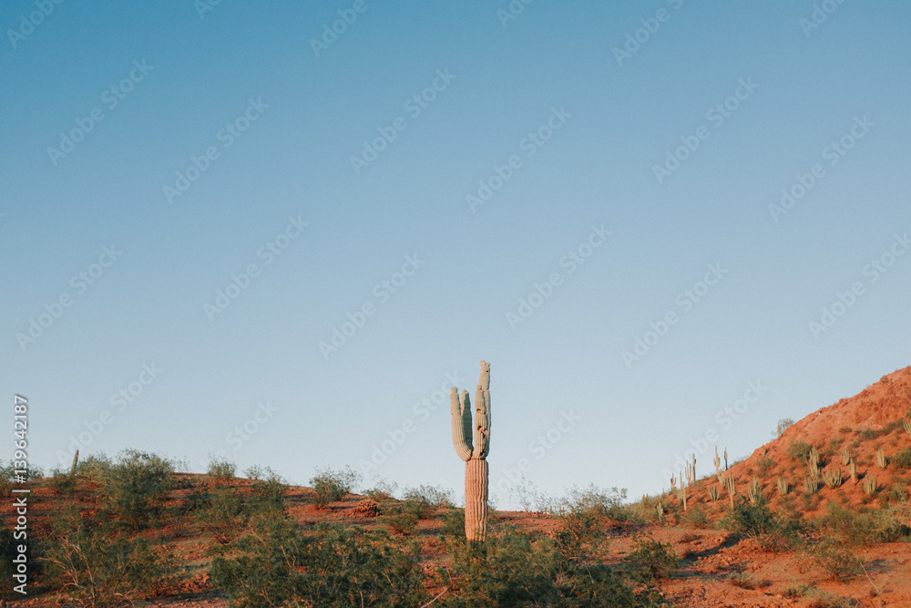 Lone Cactus