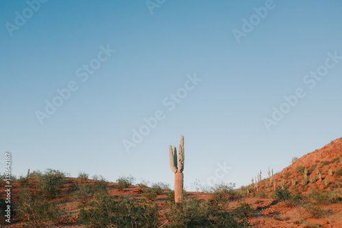 Lone Cactus © Isaac