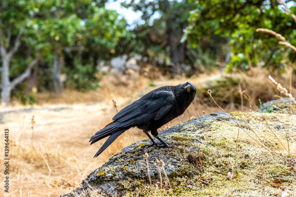 Obraz premium The Raven