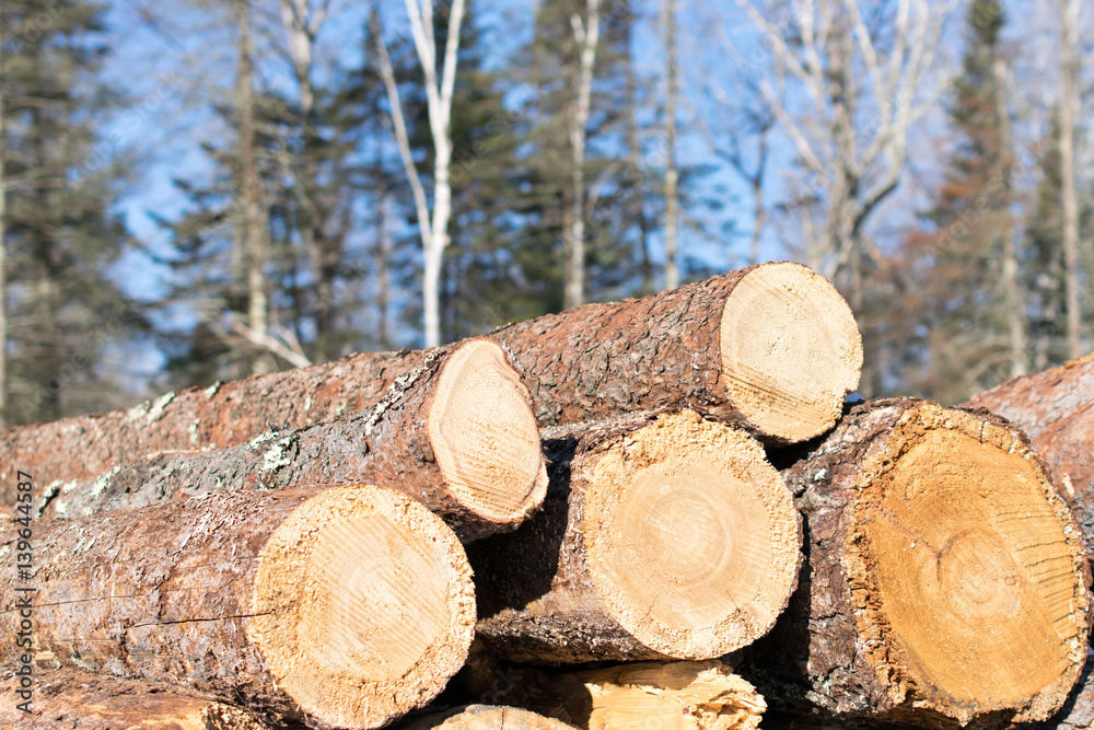 Pile of Insect Killed Tamarack Logs Pile of Insect Killed Tamarack Logs