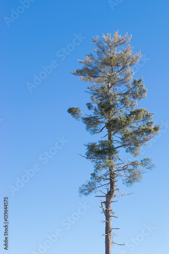 Easten White Pine and Blue Sky