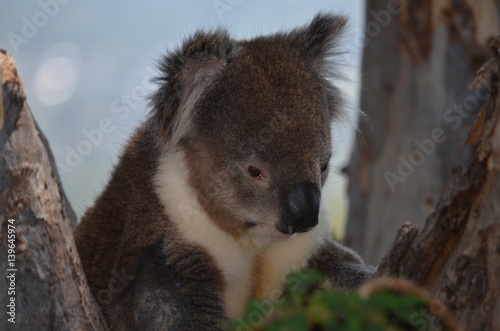 Fototapeta Naklejka Na Ścianę i Meble -  Koala in gum tree