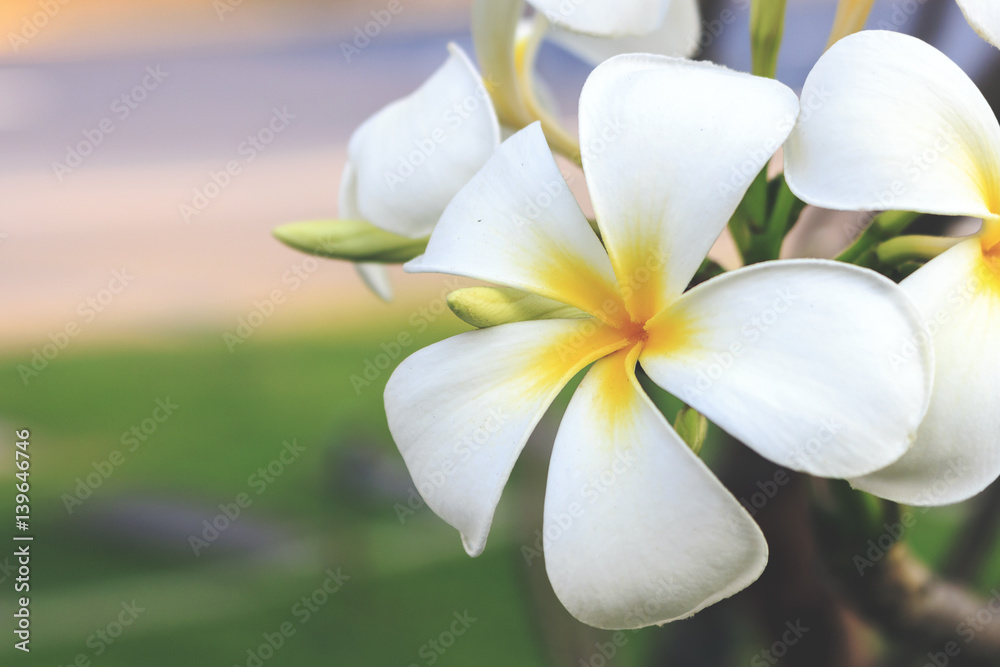 leelawadee flower with soft-focus in the background. over light