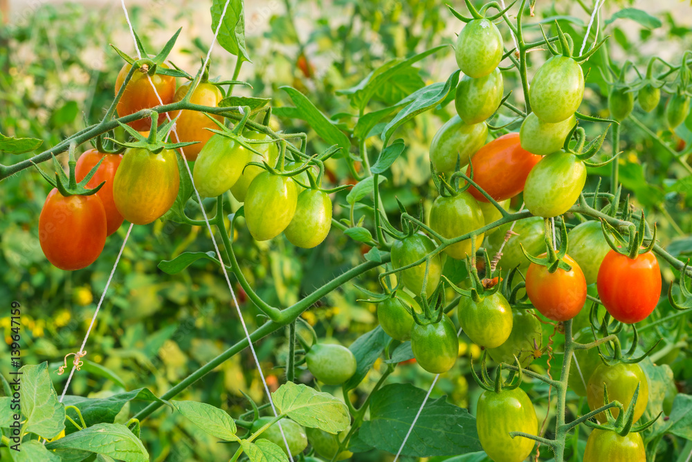 The Roma tomato in an organic farm.
