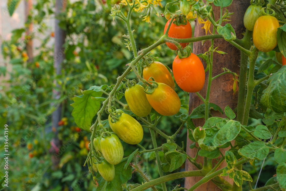 The Roma tomato in an organic farm.