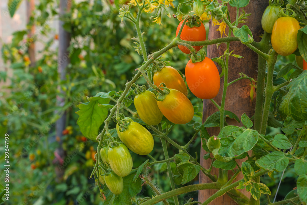 The Roma tomato in an organic farm. The Roma tomato in an organic farm.