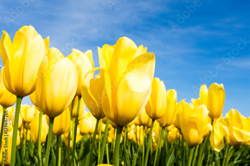 Yellow tulips growing on a field against blue sky