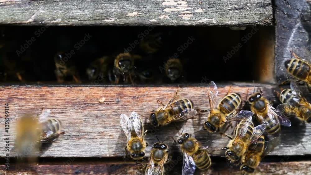 abeille abeille