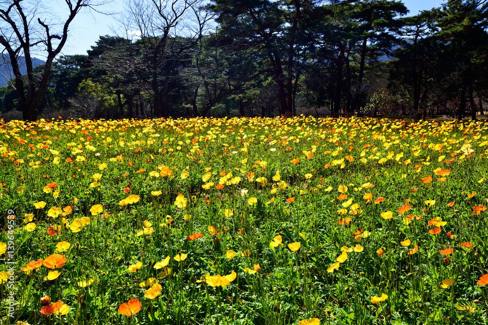 Obraz premium 別府公園の花