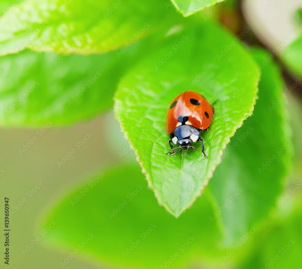 Ladybug Ladybug