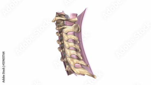 Cervical spine with Ligments photo