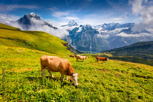 Cattle on a mountain pasture.