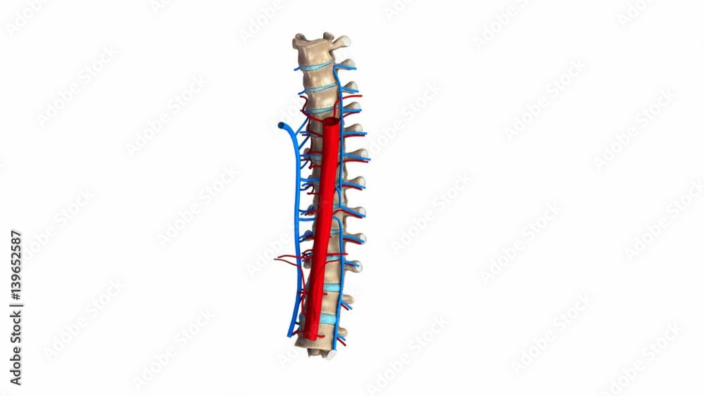 Thoracic spine with Ligaments, veins, blood vessels and arterues Thoracic spine with Ligaments, veins, blood vessels and arterues