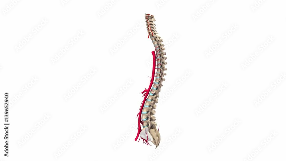 Vertebral spine with arteries Vertebral spine with arteries