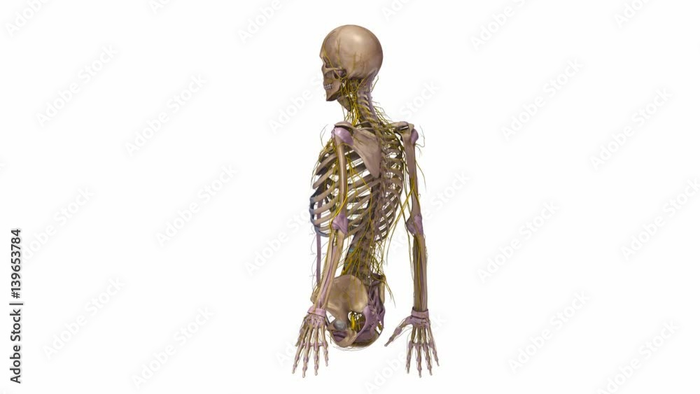 Upper body with Ligaments and Nerves