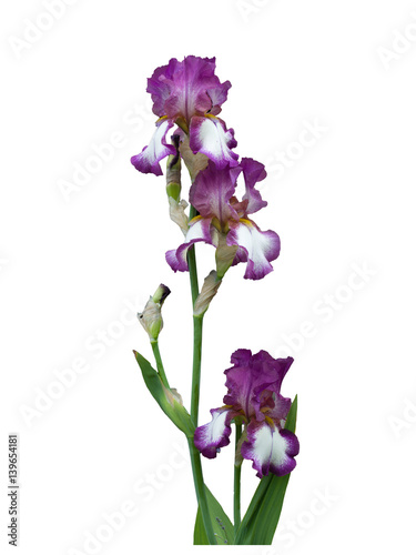 Tall Bearded Iris - German Iris