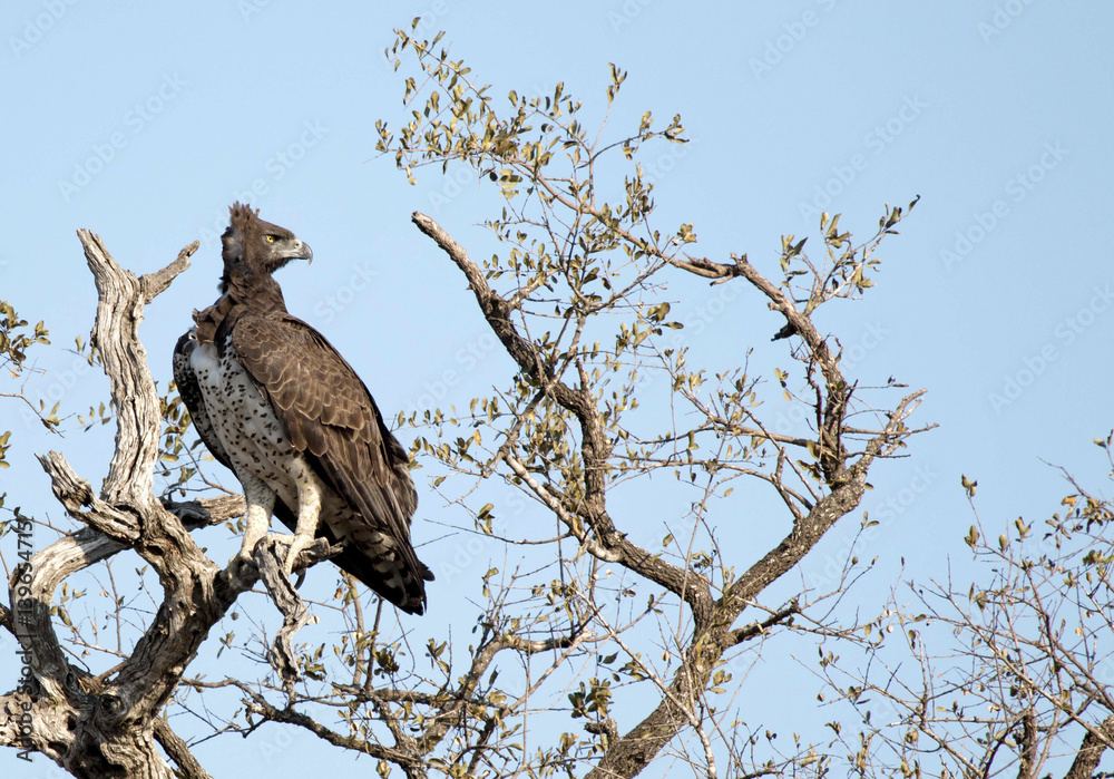 Martial Eagle