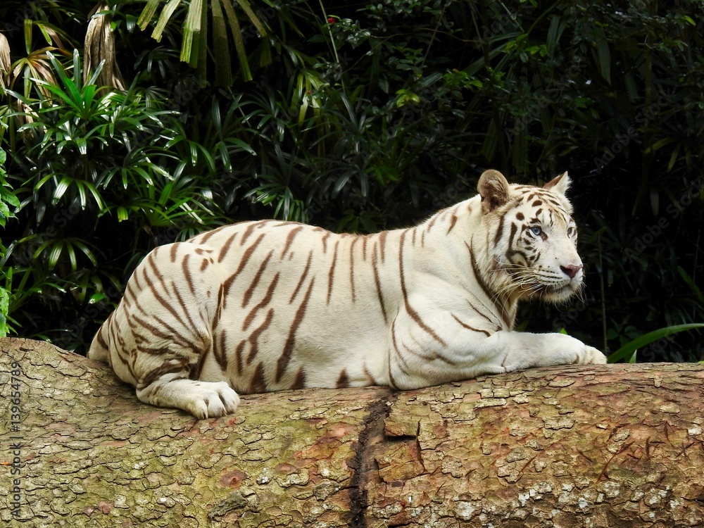 Fototapeta premium White Tiger