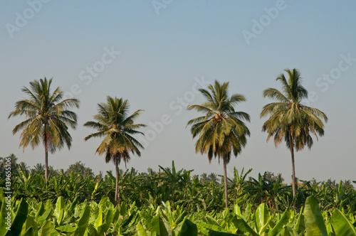 Green palm plantation near Hampi, Karnataka in India