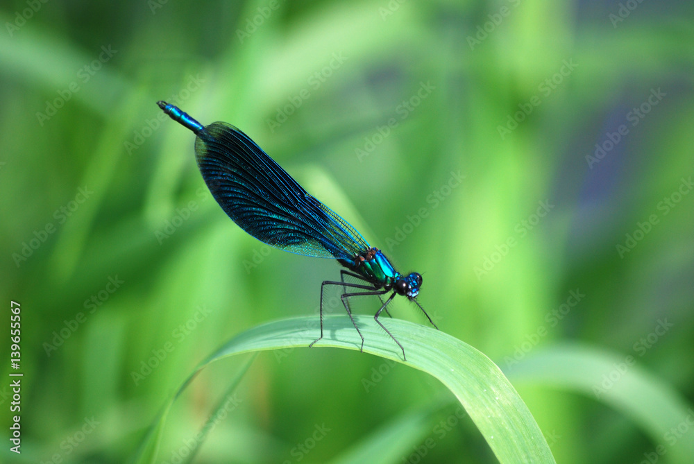 Dragonfly Calopteryx splendens, blue male Dragonfly Calopteryx splendens, blue male