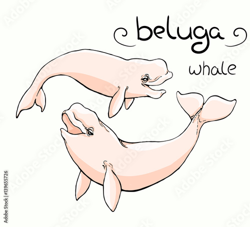 white whale (beluga) in colour