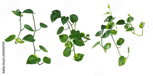 Set of hanging heart-shaped leaves vine, devil's ivy, golden pothos, isolated on white background, clipping path included. photo