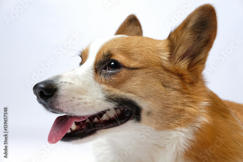 corgi © Seedro Studio