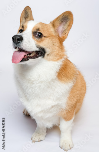 corgi photo
