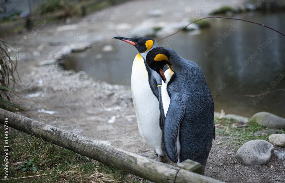 Fototapeta premium King Penguins (Aptenodytes patagonicus) standing