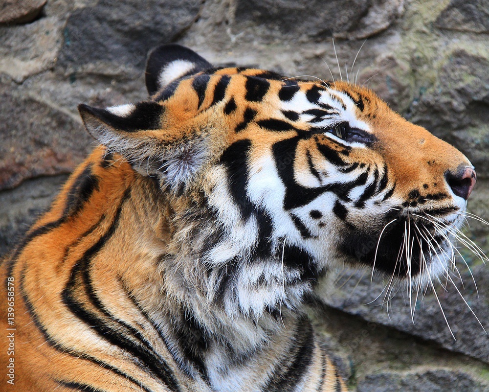 Fototapeta premium Sumatran Tiger