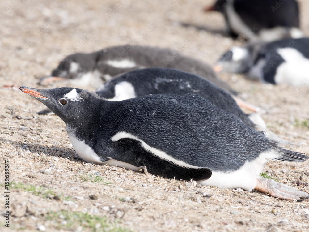 Fototapeta premium Gentoo penguin, Pygoscelis Papua, nests in large colonies, Falkland islands