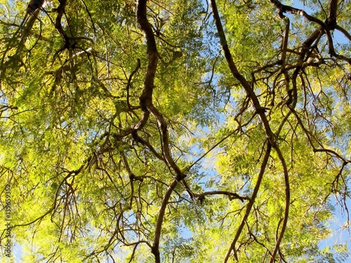 Acacia trees crowns with green foliage in summer.