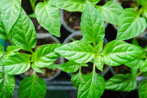 Obraz na płótnie Seedlings pepper leaves closeup