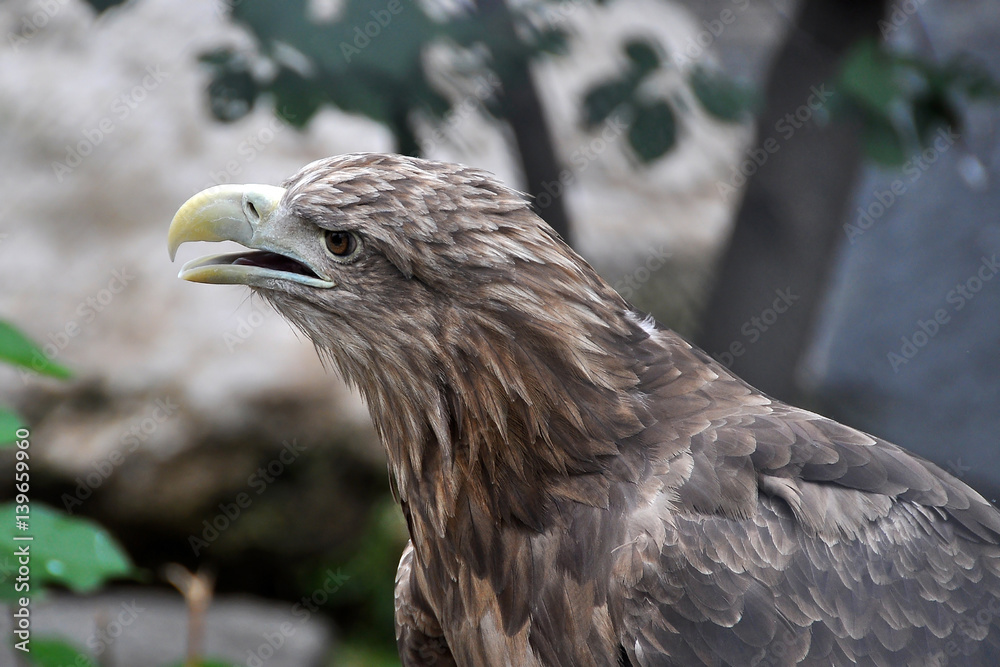 Eagle Eagle