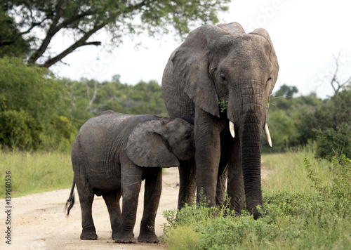 Elephant and calf