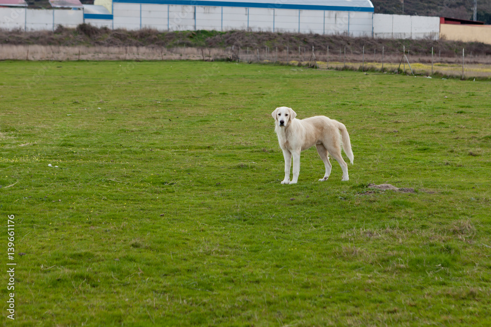 Labrador dog guarding the farm