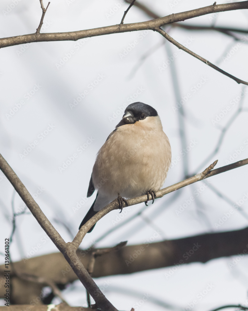 Brown Female of Eurasian Bullfinch, Pyrrhula pyrrhula, close-up portrait on branch with bokeh background, selective focus, shallow DOF