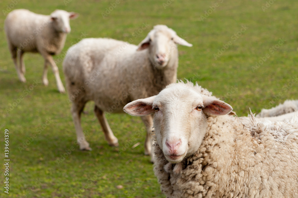 Sheeps grazing in the meadow with green grass Sheeps grazing in the meadow with green grass