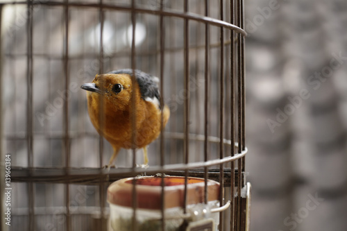 Beautiful little bird in the cage. out-focus / July, 2016 : York Jakarta, Indonesia  © bluesea