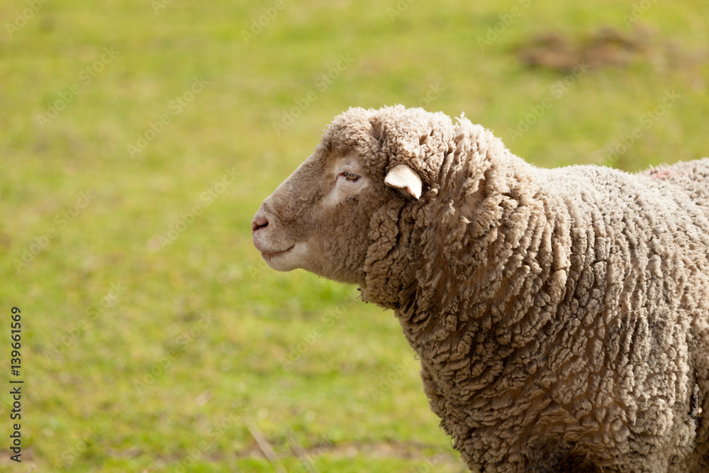 Sheep grazing in the meadow with green grass Sheep grazing in the meadow with green grass